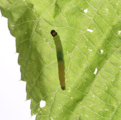 Moth caterpillar on a leaf - obrazy, fototapety, plakaty