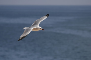 Gaviota