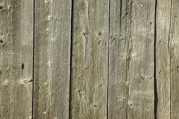 Fototapeta premium Wood