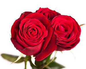 three red roses on white