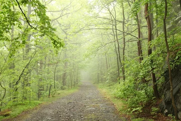 Fotobehang Forest path surrounded by fresh spring vegetation on a foggy morning © Aniszewski