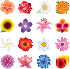 colorful flowers photo-realistic vector set