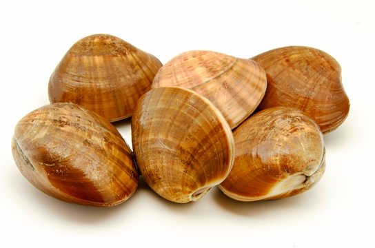 Almejas