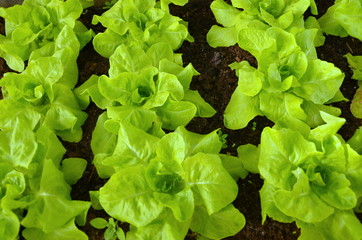 Gemüsegarten