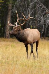 Fototapeta premium Rocky Mountain Elk