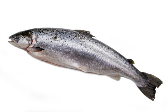 salmone norvegese isolato su sfondo bianco