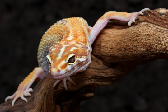 Gecko gelb eublepharis macularius