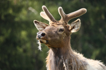 Naklejka premium Rentier