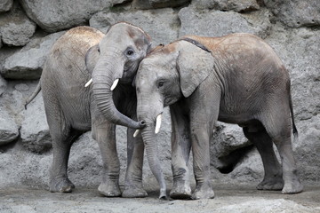 Fototapeta premium Zwei Elefanten