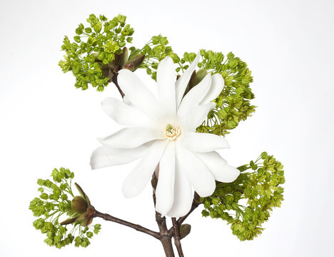 Fototapeta magnolia and green plant close up