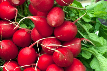 fresh radish with green leaves