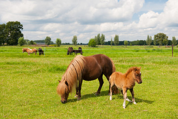 Pony in the meadows