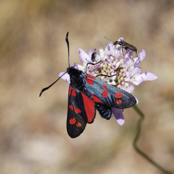 Zygaena filipendulae, Widderchen - Six spot Burnet