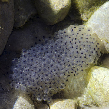 Uova di rana temporaria