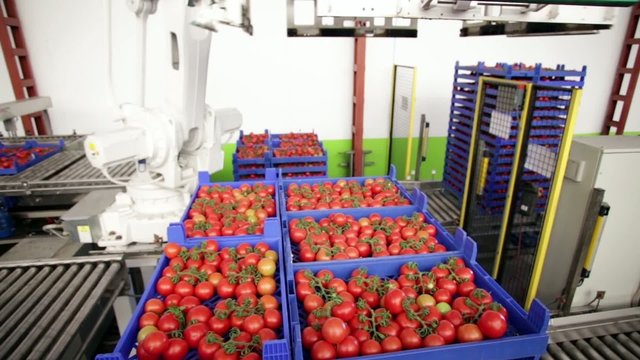 cadena limpieza tomate