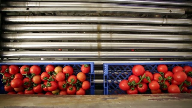 cadena limpieza tomate