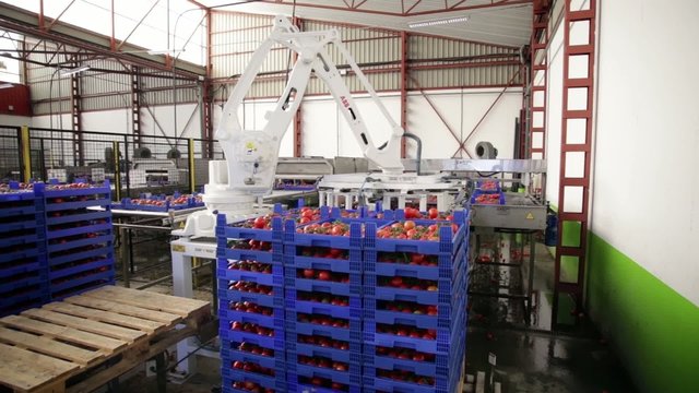 cadena limpieza tomate