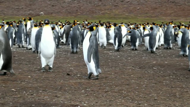 king penguin running away