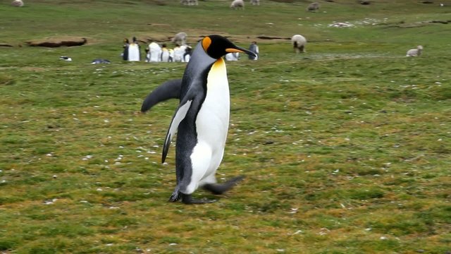 king penguin walking on a meadow