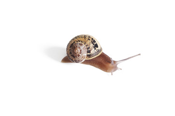Caracol