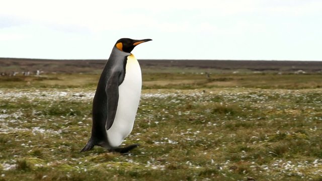 King penguin walking around alone