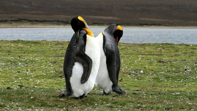 king penguins preening