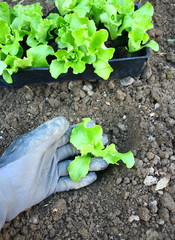 planter les jeunes salades