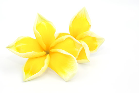 Fototapeta The yellow frangipani  flower isolated on the white background