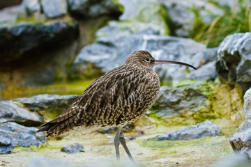 Große Brachvogel (Numenius arquata)