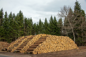 Stock de grumes