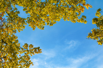 Eichen im Herbst, sonniger Herbsttag