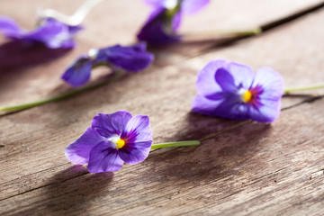 Fototapeta na wymiar Couple of violet eatable flowers
