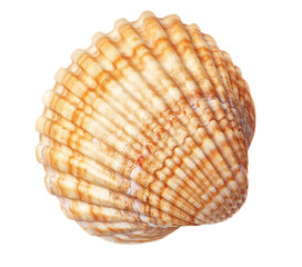 Beautiful sea conch texture. On a white background. © Sergo