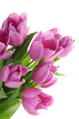 Obraz premium Beautiful bouquet of purple tulips, isolated on white
