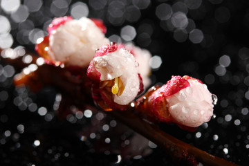 Beautiful apricot blossom with drops on black background