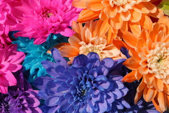 Fiori Colorati