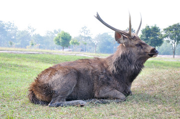 Naklejka na ściany i meble Deer stag sitting on the ground at Phukradueng National Park.