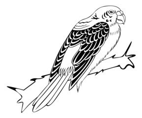 bird on the white background for coloring