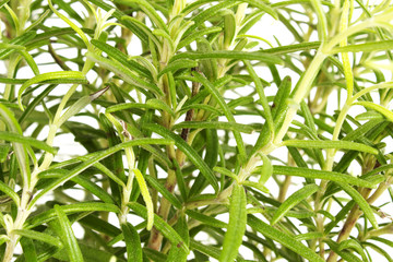 rosemary