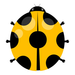 ladybug
