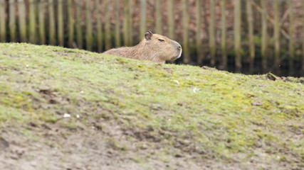 Capybara (Hydrochoerus hydrochaeris)