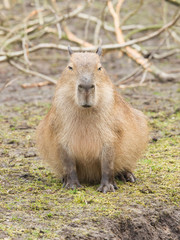 Capybara (Hydrochoerus hydrochaeris)