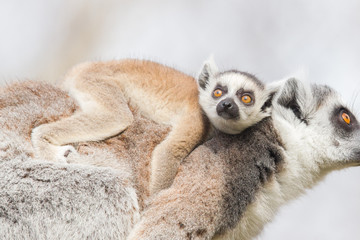 Fototapeta premium Ring-tailed lemur (Lemur catta)