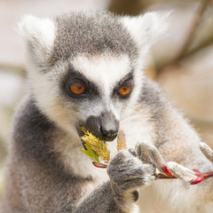 Ring-tailed lemur (Lemur catta)