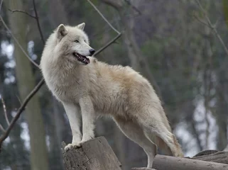 Photo sur Aluminium Loup White arctic wolf