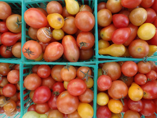 Tomatoes in Square Plastic blue baskets