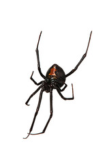 Spider, Red-back underside, characteristic red bottle shaped mar