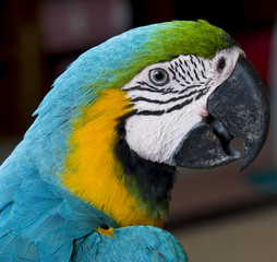 Fototapeta premium Colorful blue parrot macaw