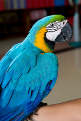 Colorful blue parrot macaw