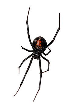 Spider, Red-back underside